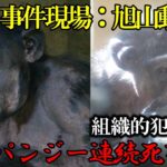 税金を使って動物虐待を行っている旭山動物園　キャロとチロの交代　チンパンジー　202404