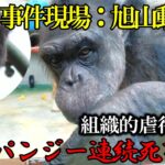 税金を使って動物虐待を行っている旭山動物園　チロとタケル　チンパンジー　202404