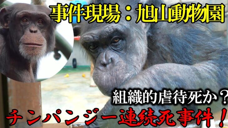 税金を使って動物虐待を行っている旭山動物園　チロとタケル　チンパンジー　202404