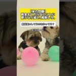 【怒り爆発】くだらないことに税金を溶かすなら返すか減税しろ #時事 #犬