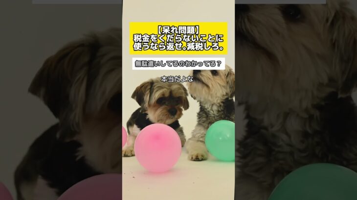 【怒り爆発】くだらないことに税金を溶かすなら返すか減税しろ #時事 #犬