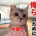 【外国人生活保護】爆増する中国人！！我々の税金で日本に暮らす中国人の実態。　#猫マニ　#猫ミーム