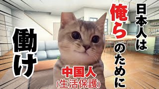 【外国人生活保護】爆増する中国人！！我々の税金で日本に暮らす中国人の実態。　#猫マニ　#猫ミーム