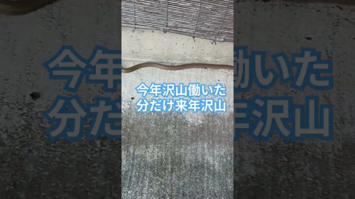 日本制度　税金　所得税　住民税　保険税　確定申告　年末調整