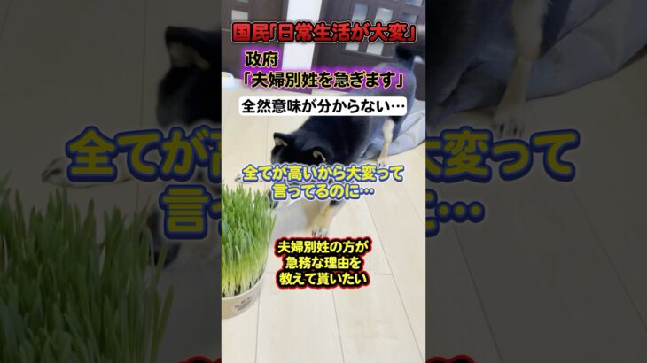 【なんで？】日本国民「税金と物価が高すぎてとにかく大変！」→政府「夫婦別姓に時間が無くて大変」#shorts