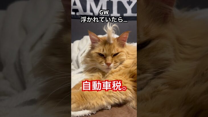 GW突入同時に自動車税通知やめろよ。 #ショート #ねこ #税金
