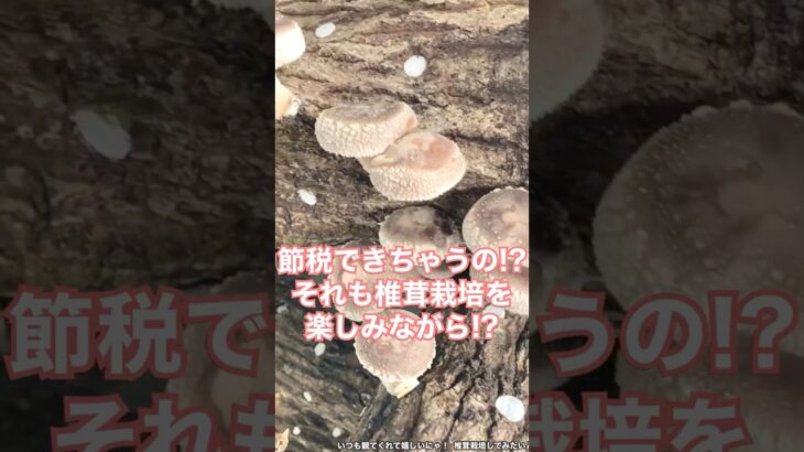 【税金対策】節税ができちゃう椎茸の木🍄‍🟫 #節税 #shorts