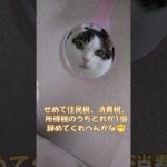 高額税金に怒り心頭の月ちゃん😺😹😸#cat #猫のいる暮らし #地域猫
