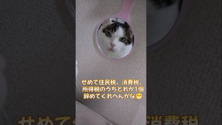 高額税金に怒り心頭の月ちゃん😺😹😸#cat #猫のいる暮らし #地域猫