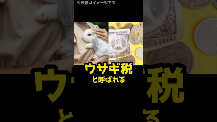ウサギ1羽で税金2万円！？昔の日本で実際にあった「ウサギ税」とは！ #shorts